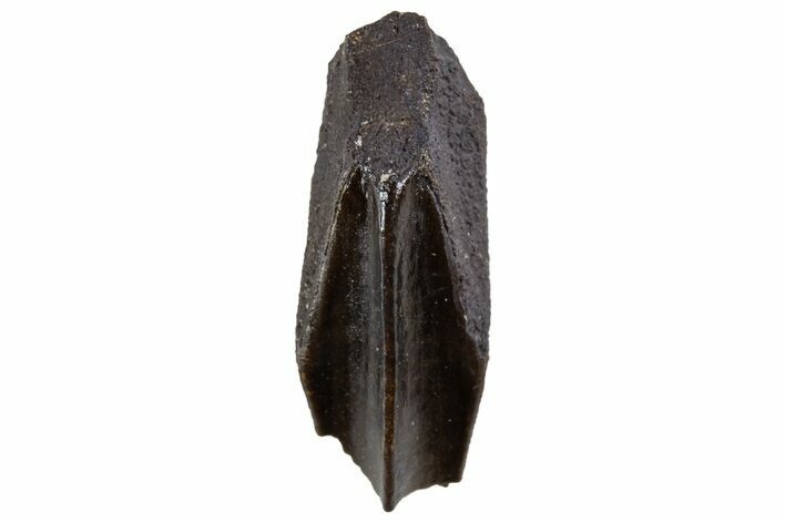 Fossil Hadrosaur (Edmontosaurus) Tooth - Montana #340953